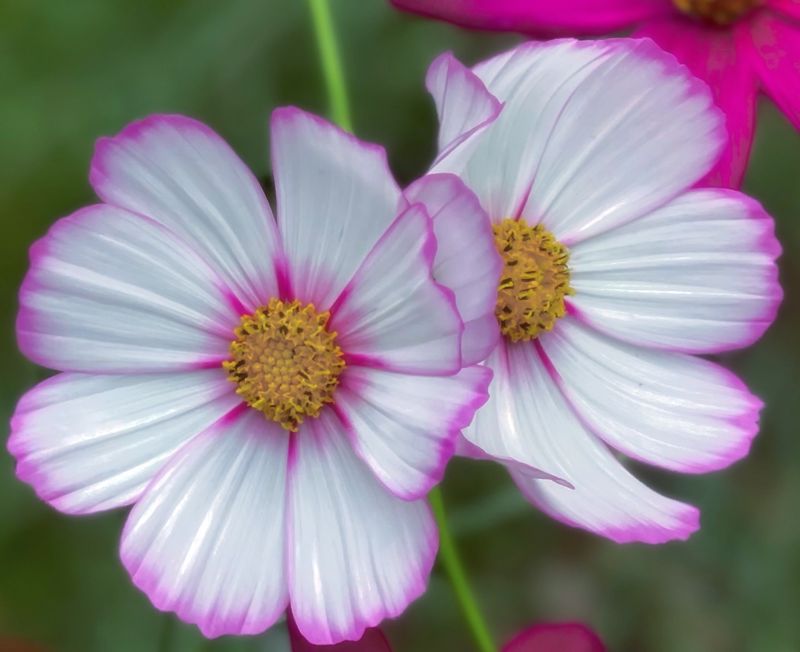 Cosmos That Attracts Bees All Season