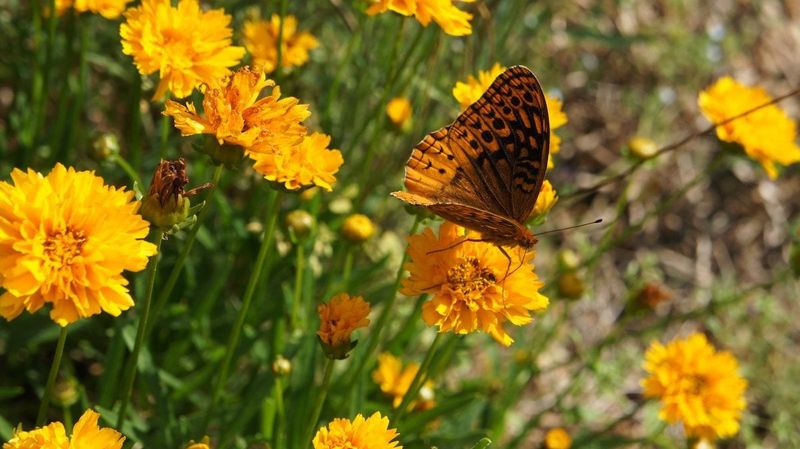 Coreopsis Lighting Up Beds With Golden Color