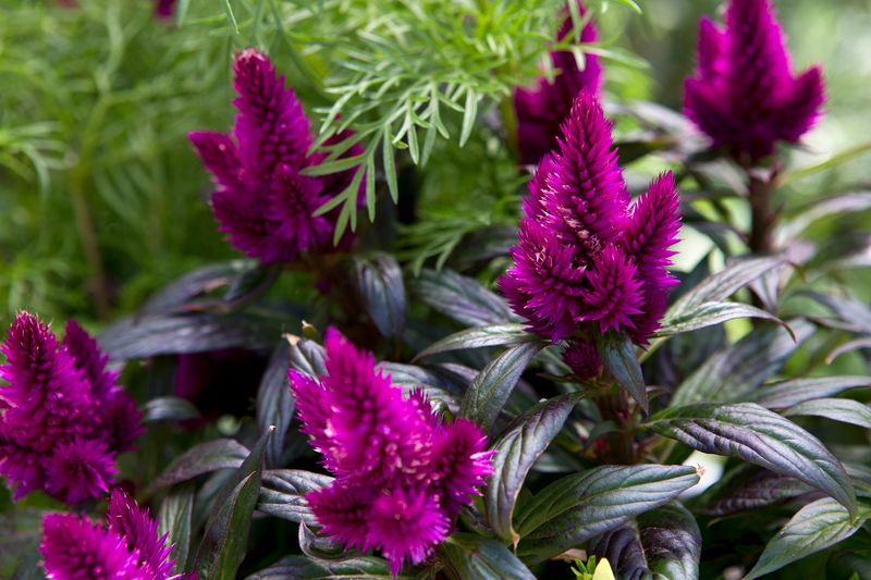 Celosia 