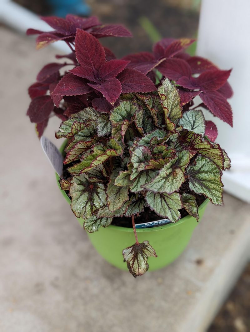 Coleus And Begonias