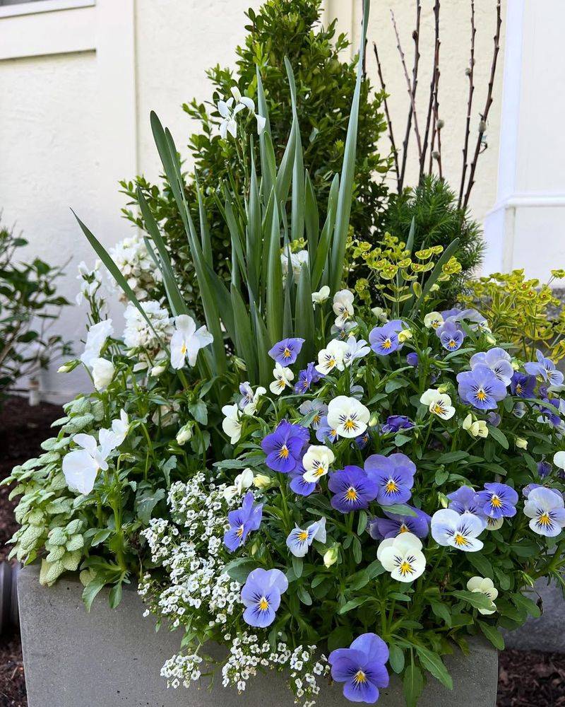 Pansies And Sweet Alyssum