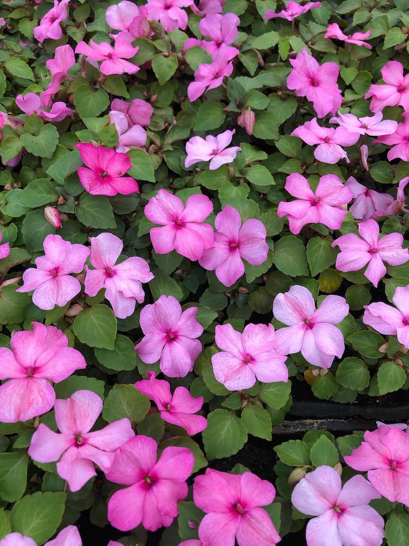 Impatiens