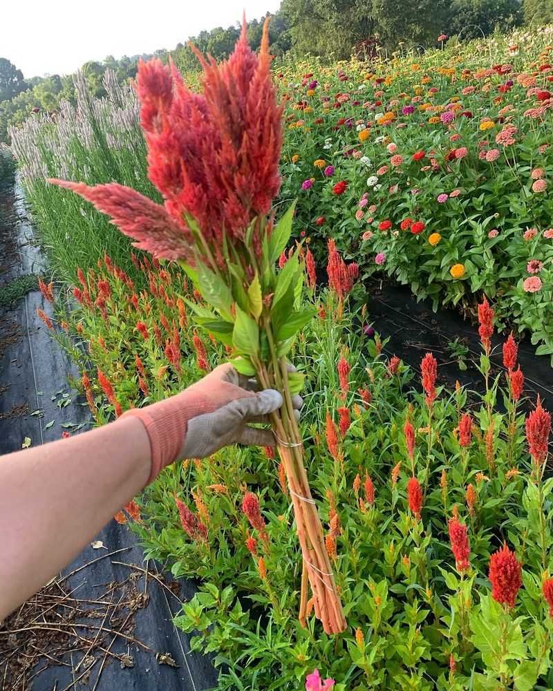 Celosia Adding Bold Texture And Lasting Color