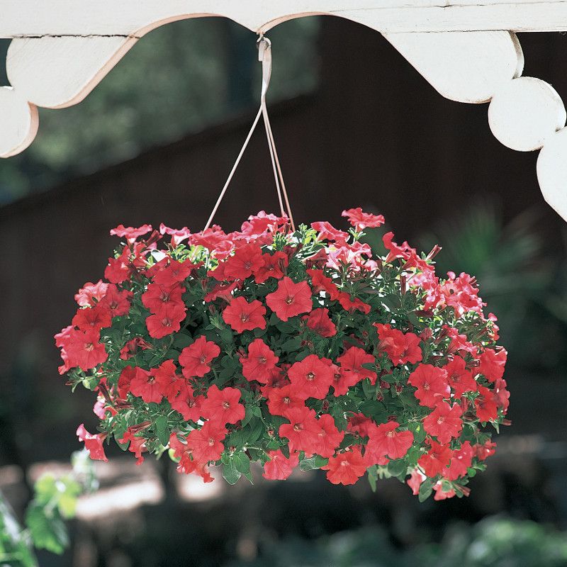 Supertunias Turn Small Baskets Into Big Showoffs
