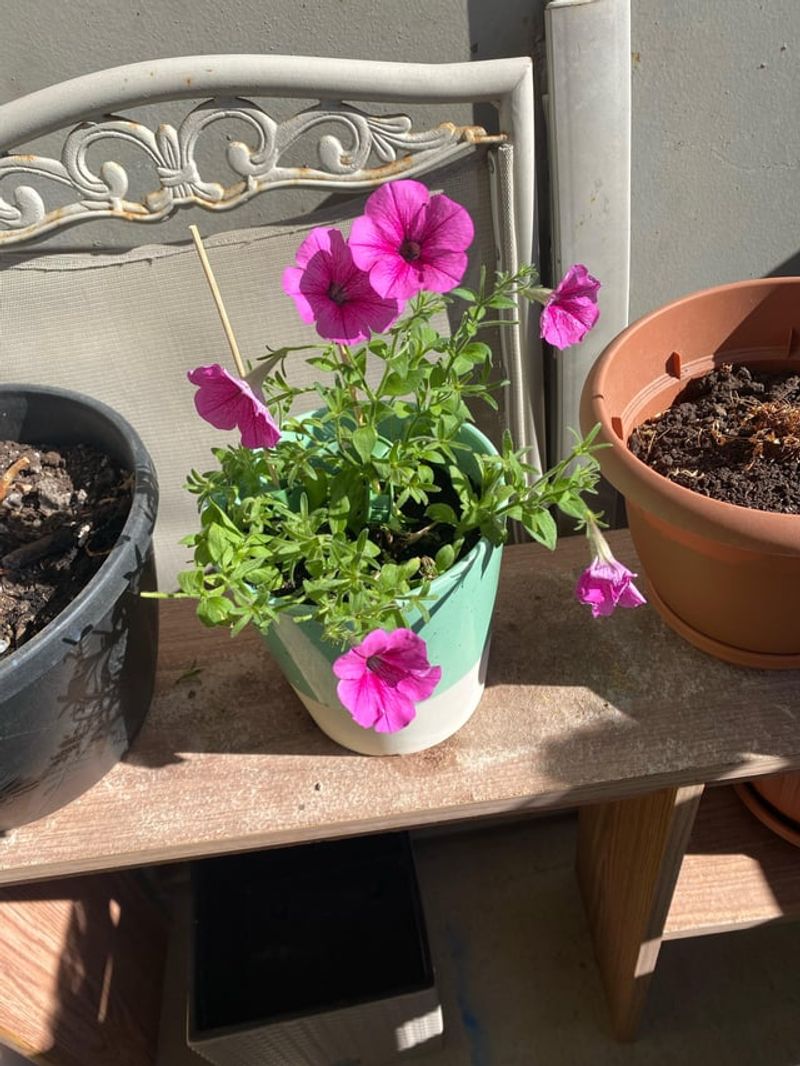 Petunias Struggle Once Temperatures Stay High