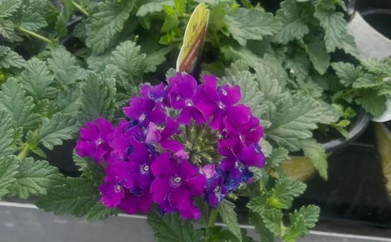 Verbena That Handles Sun Without Fuss