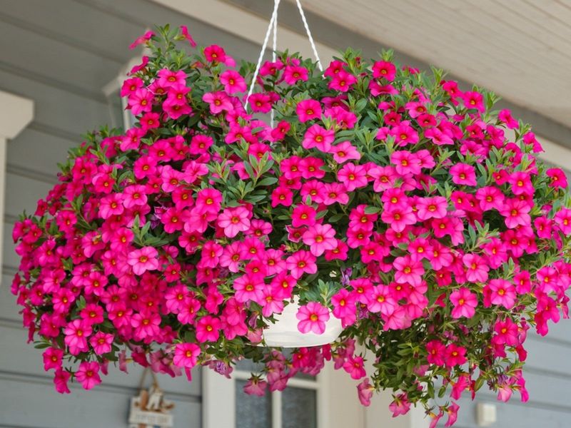 Petunia That Pours On The Color