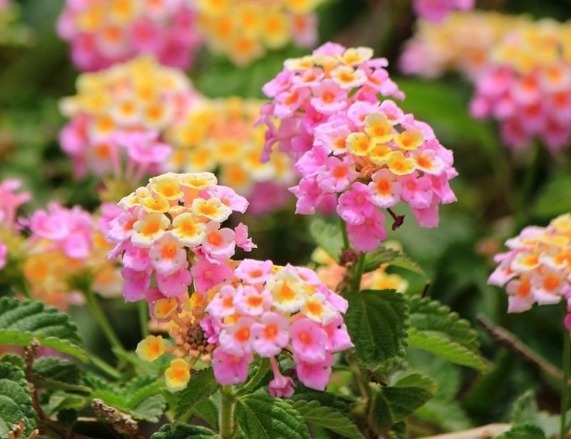 Lantana That Brings Bold Summer Color