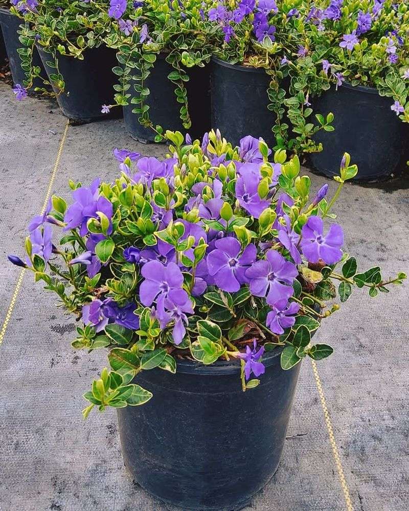 Vinca Handles Heat Better In Fast-Draining Pots