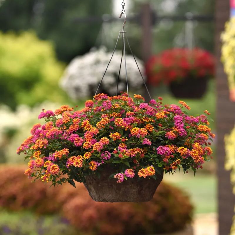 Lantana Thrives In Sun With Minimal Water