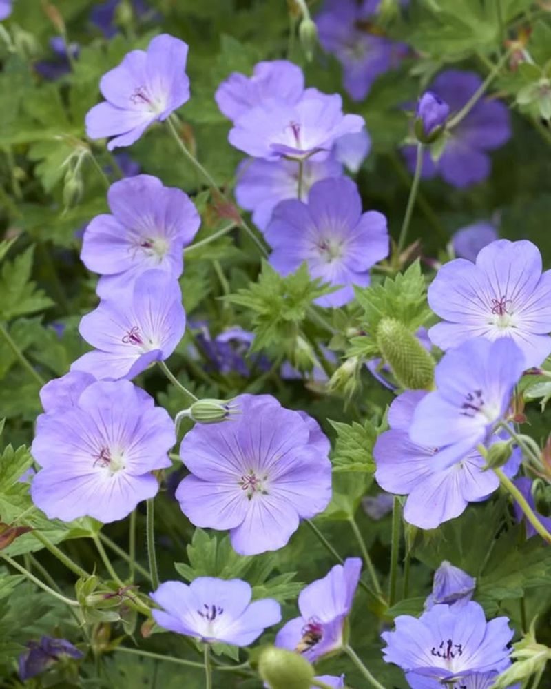 Hardy Geranium 'Rozanne'