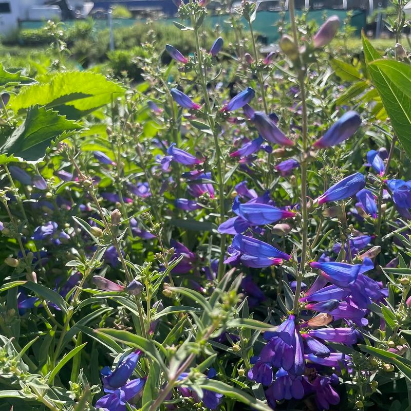 Margarita BOP Penstemon 