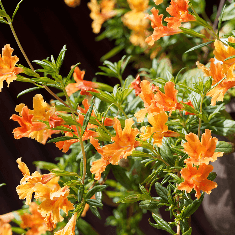 Sticky Monkey Flower Starts Fresh Growth And Blooms