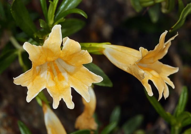Sticky Monkey Flower Brings Color To Tough Spots
