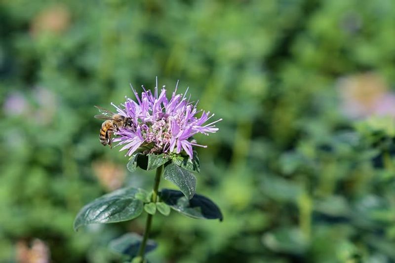 Coyote Mint Bursting With Summer Nectar