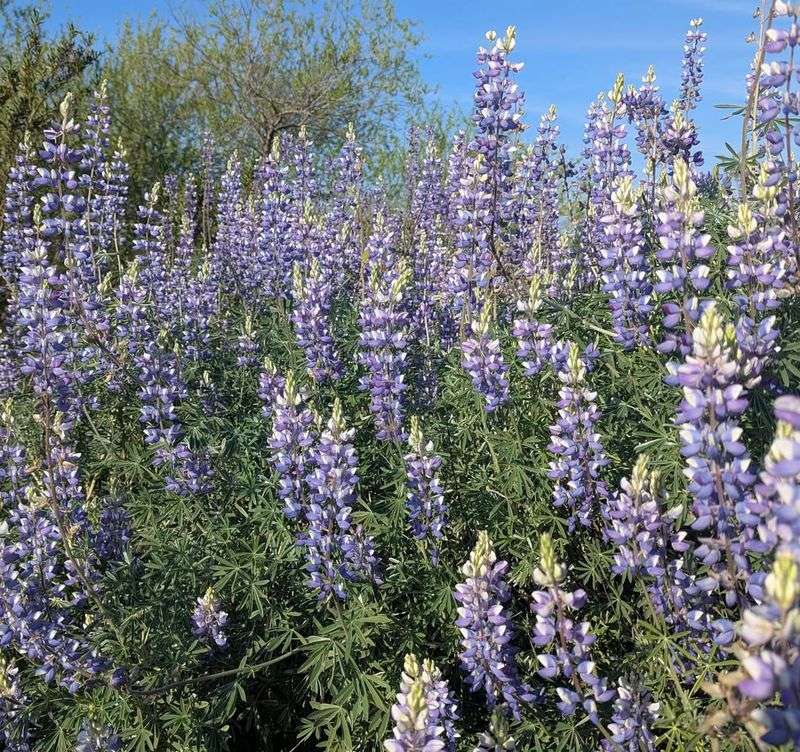 Silver Lupine Enriching Soil While It Grows