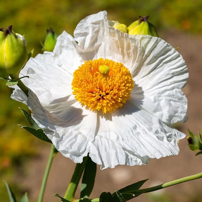 Matilija Poppy
