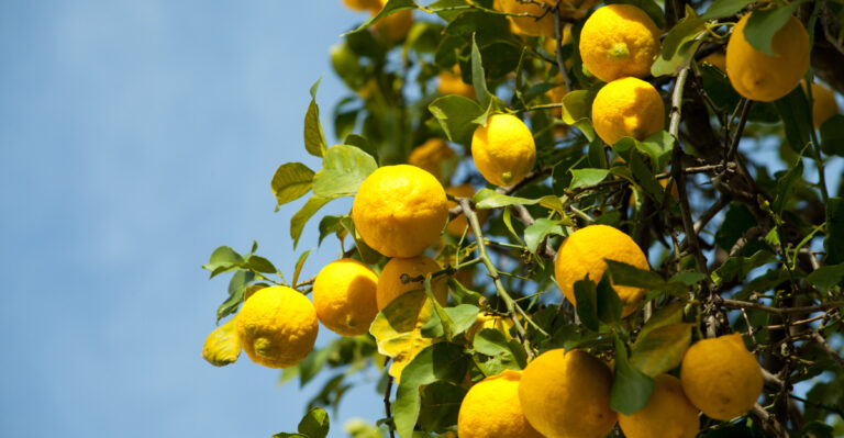 California Citrus Tree Care Checklist Before Summer Heat Hits