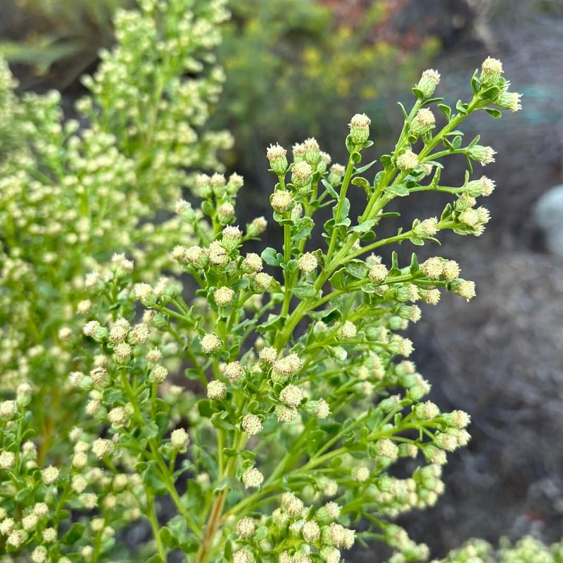 Coyote Brush Flourishing In Poor, Dry Soil