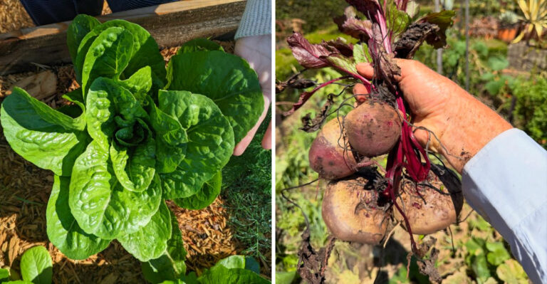 California Crops You Can Grow Year Round With The Right Timing