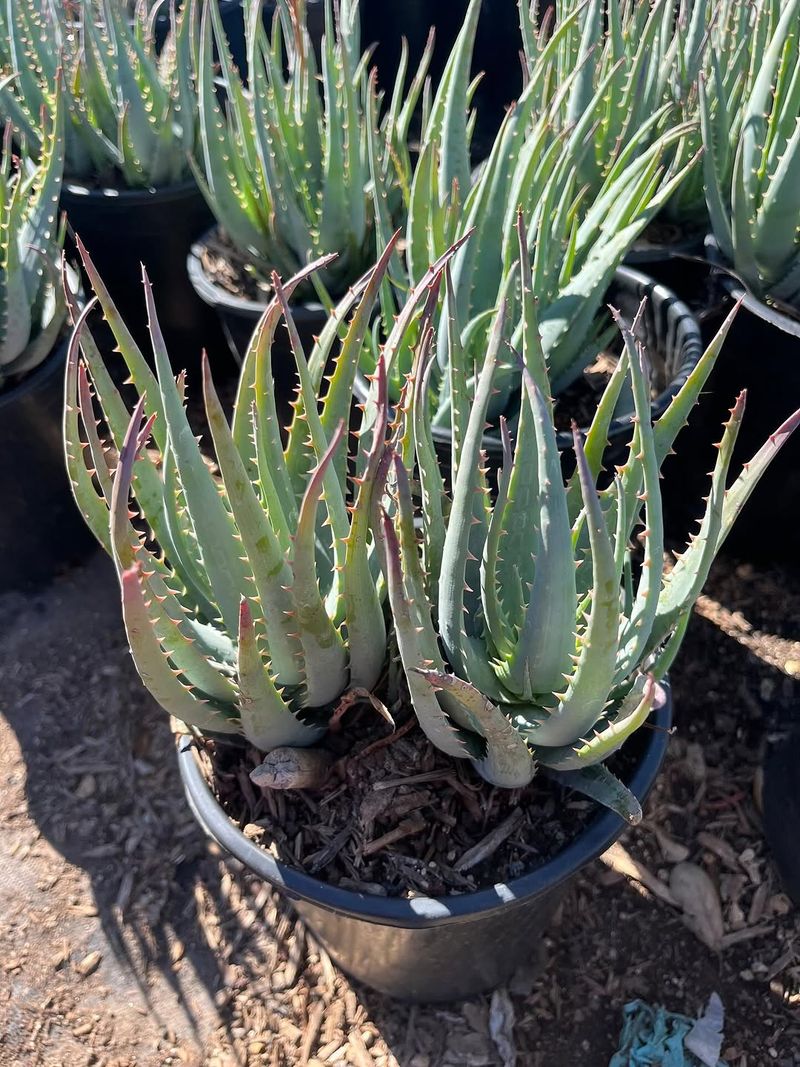 Blue Elf Aloe