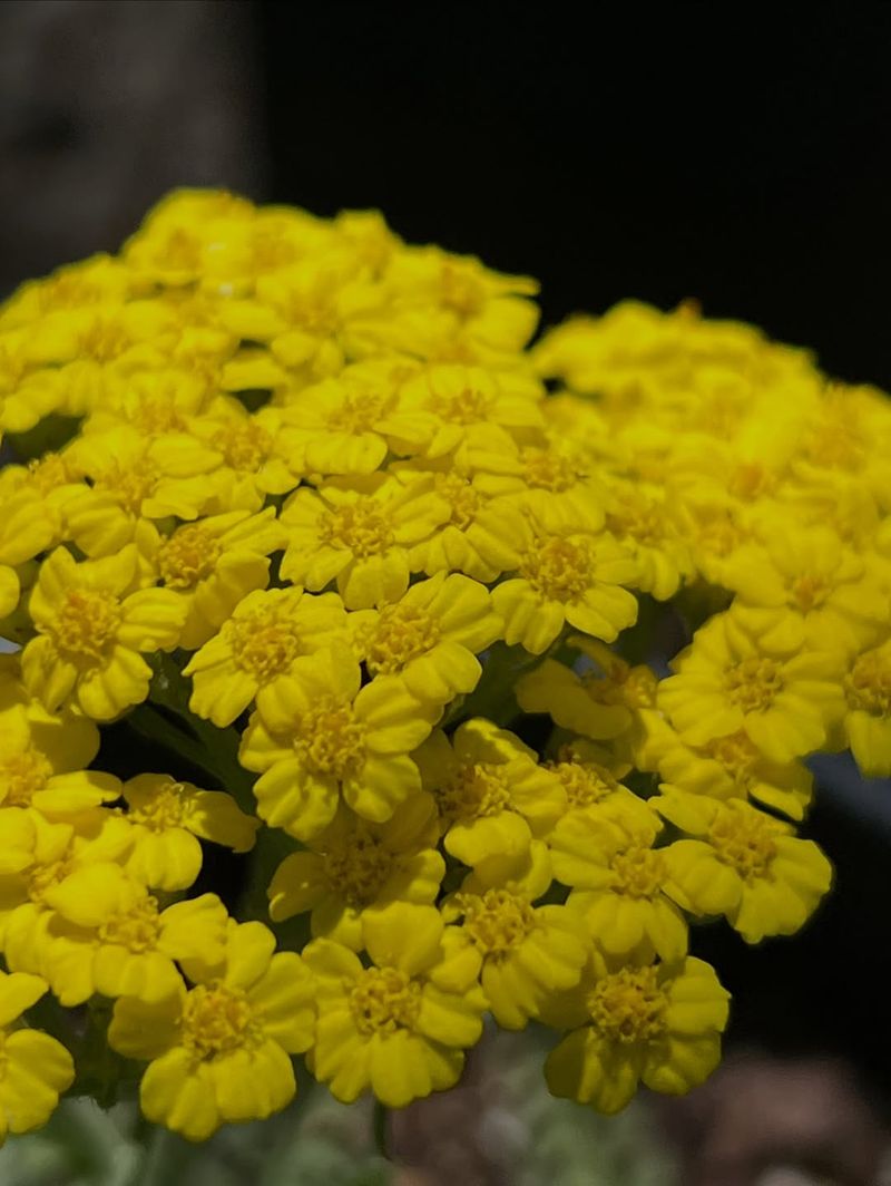 Yarrow