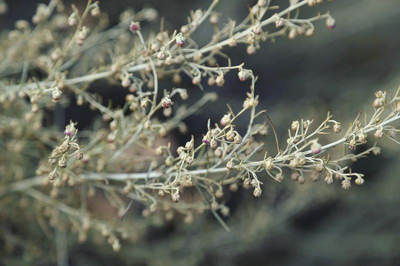 California Sagebrush With Classic Coastal Charm