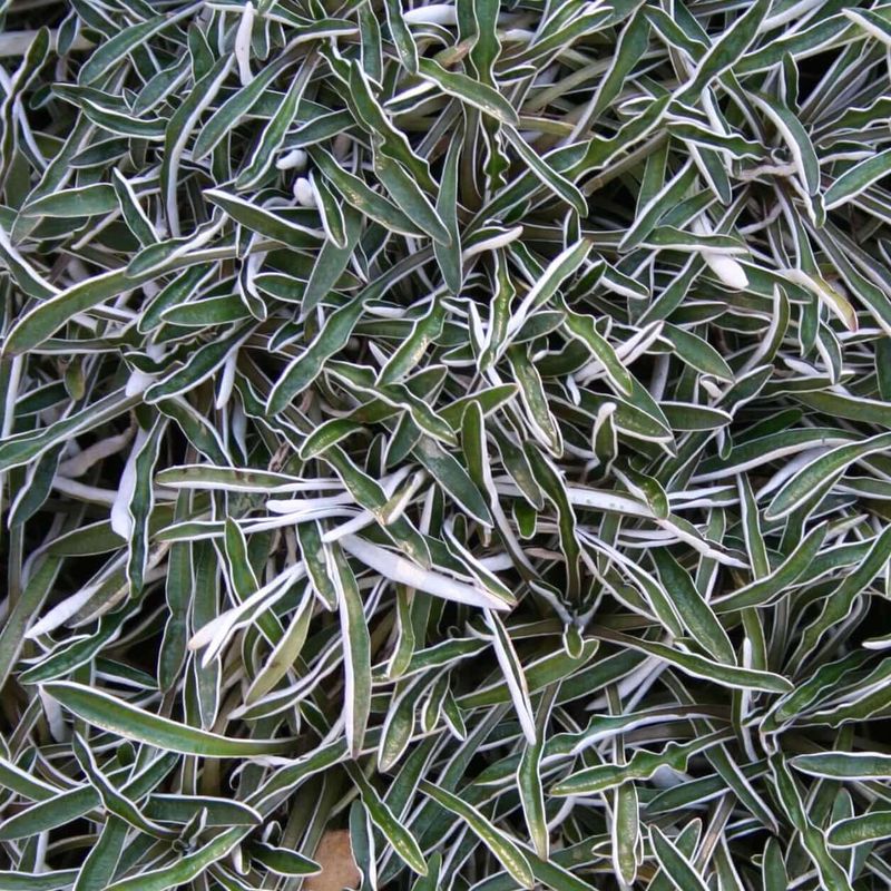 Dymondia Creates A Tight Silver Carpet