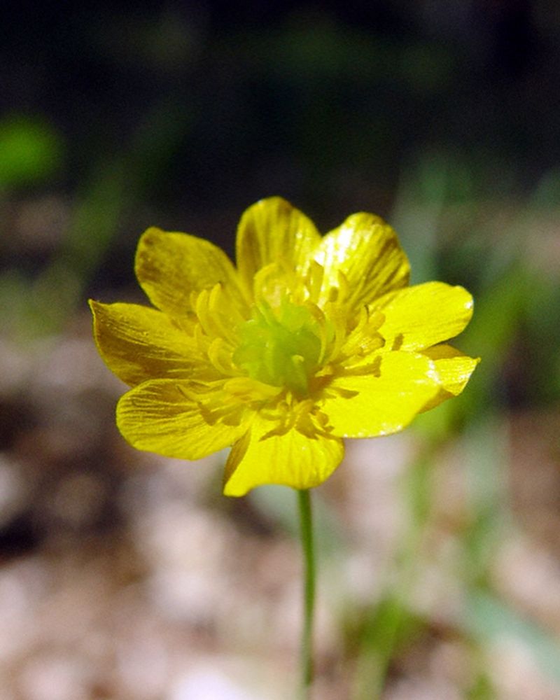 California Buttercup