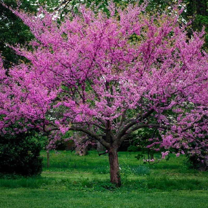 Western Redbud