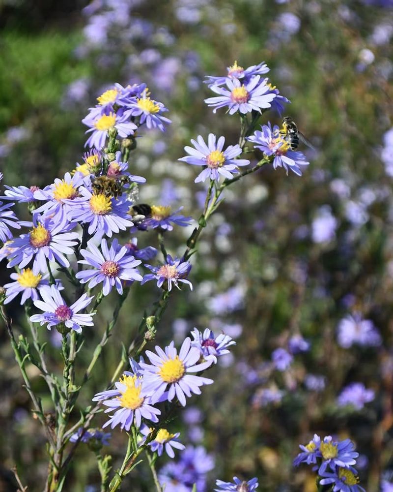 California Aster