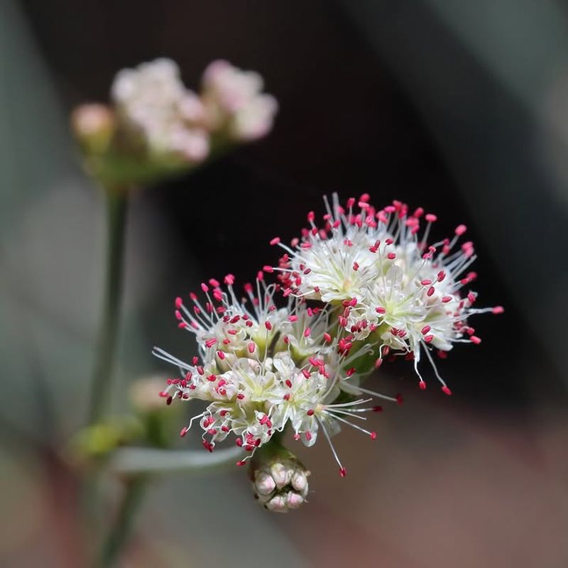 California Buckwheat