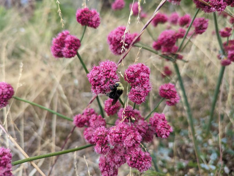 Red Buckwheat