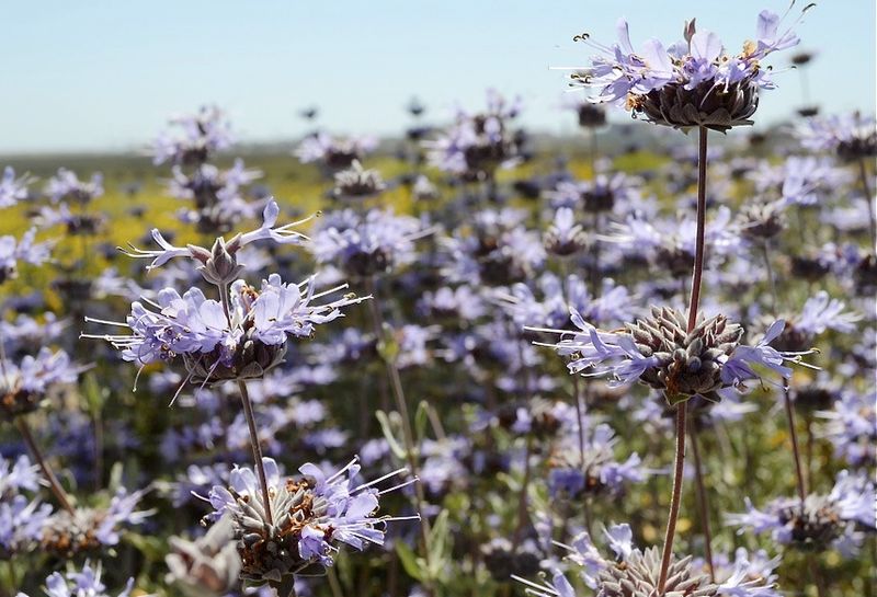Cleveland Sage Thrives In Heat And Dry Conditions