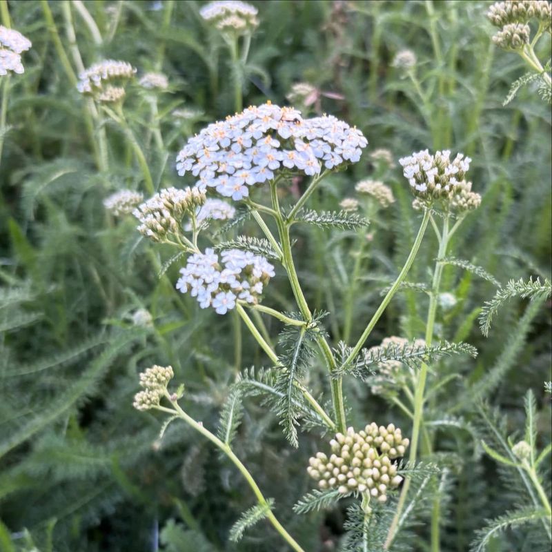 Common Yarrow Spreading Easily On Its Own