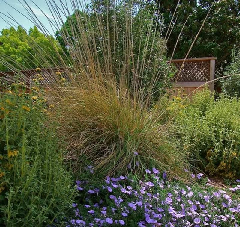 Deer Grass Handles Heat And Dry Conditions