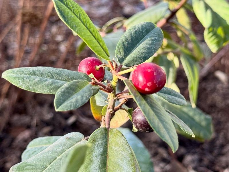 Coffeeberry Provides Food And Dense Shelter For Birds