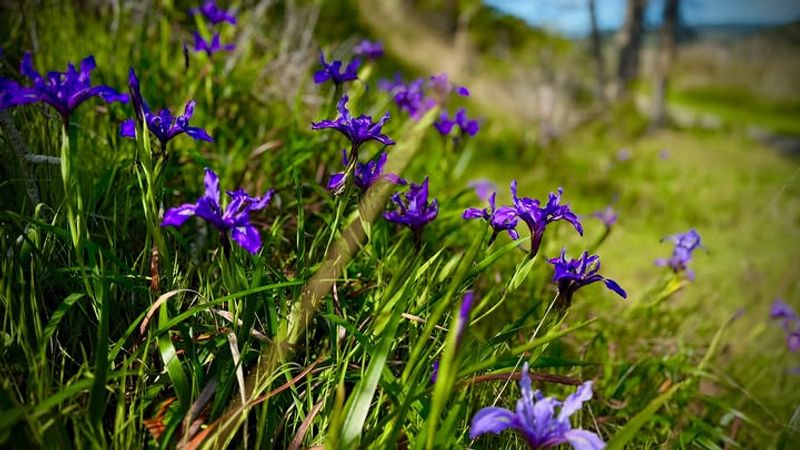 Douglas Iris Coastal Beauty With Elegant Purple Flowers
