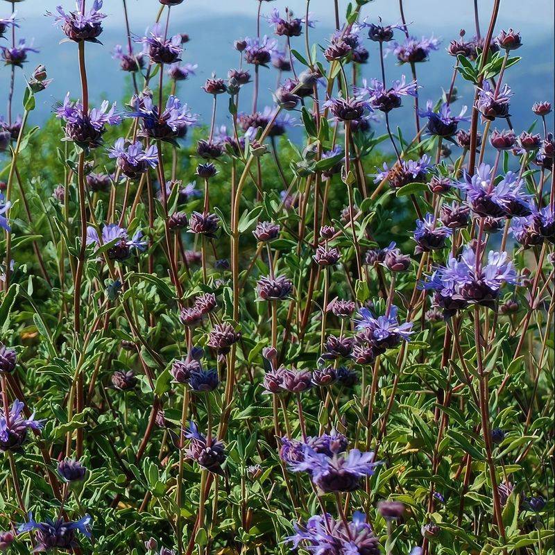 Cleveland Sage Fills In With Soft New Foliage