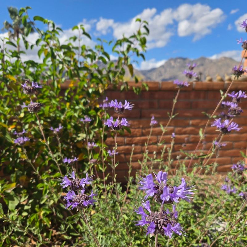 Cleveland Sage Filling The Air With Scent And Bees