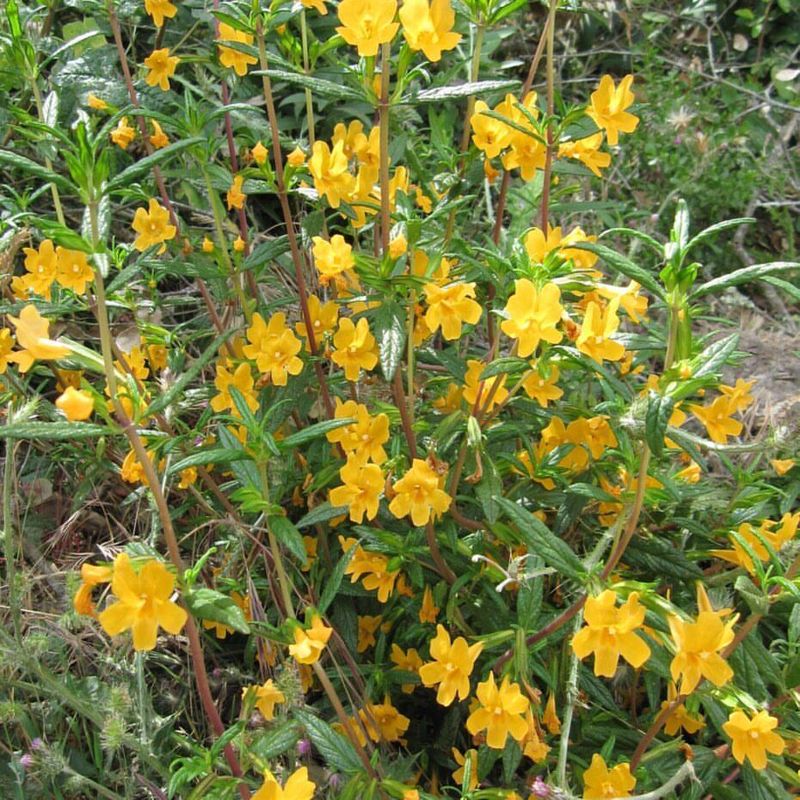 Bush Monkeyflower With Color In Tough Spots