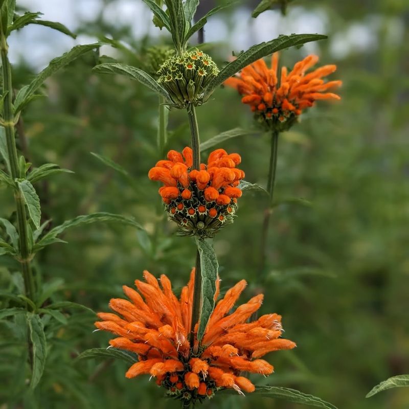 Lion’s Tail Towering With Bold Orange Spikes