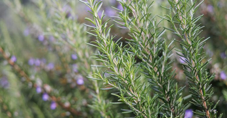 California Gardeners Should Not Plant Rosemary Near These 7 Plants