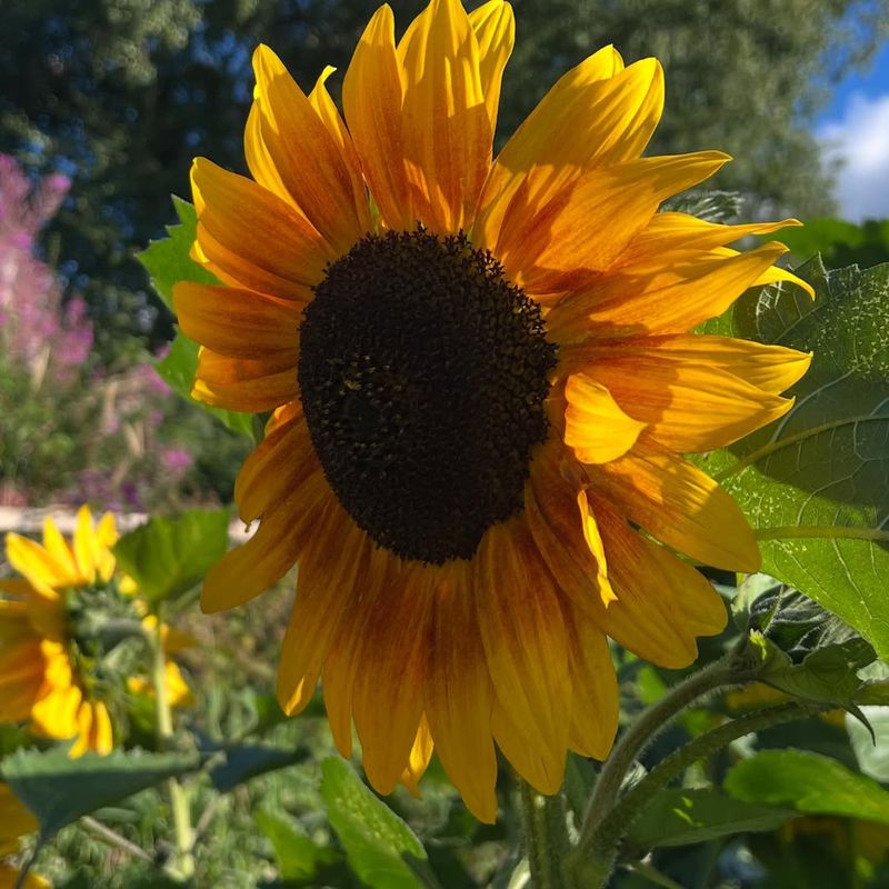 Sunflowers
