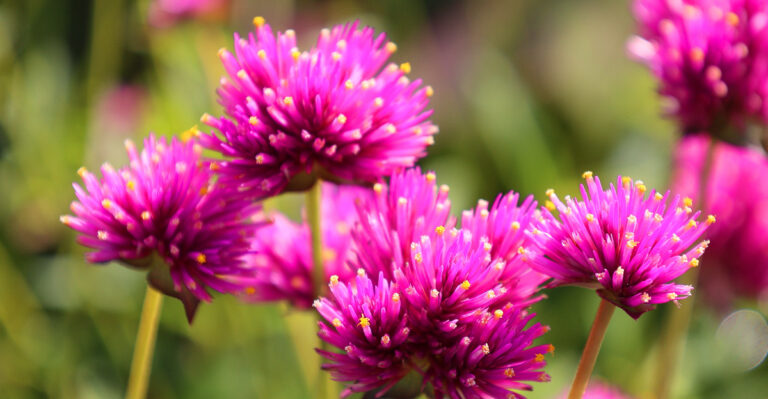 California Gardeners Should Plant These Heat-Ready Flowers Right Now