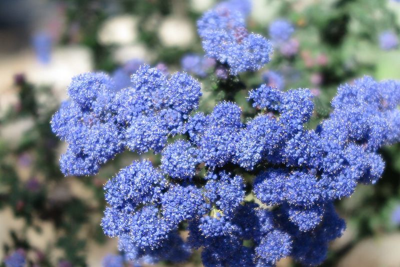 California Lilac Brings Color With Less Water