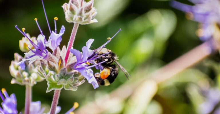 California Gardeners Are Replacing Invasive Plants With These Natives This Spring