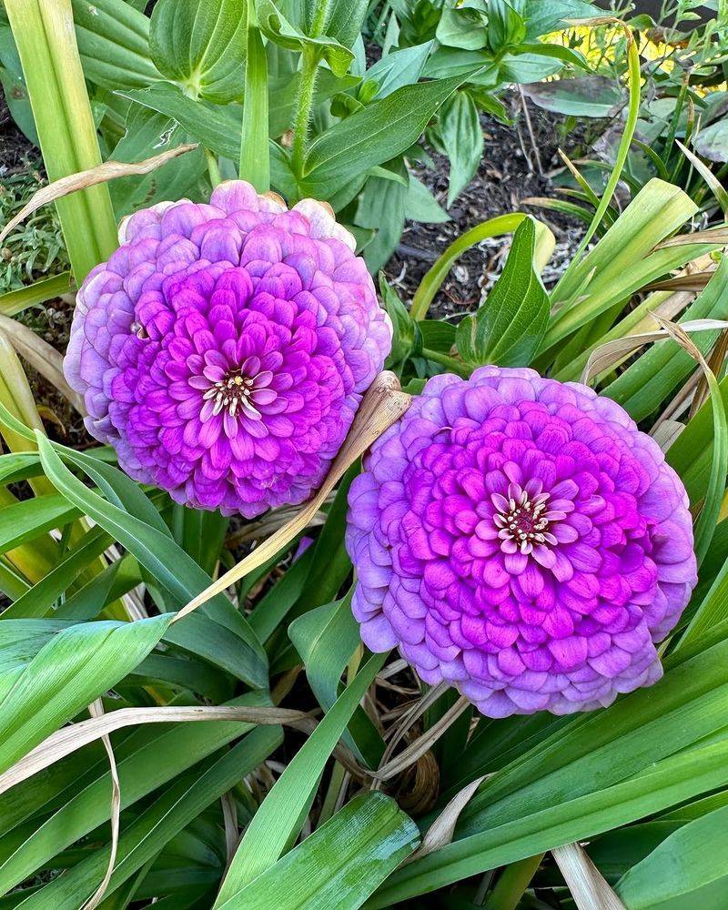 Benary's Giant Zinnias Stand Out With Large Showy Blooms