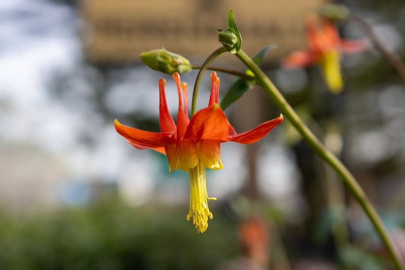 Western Columbine