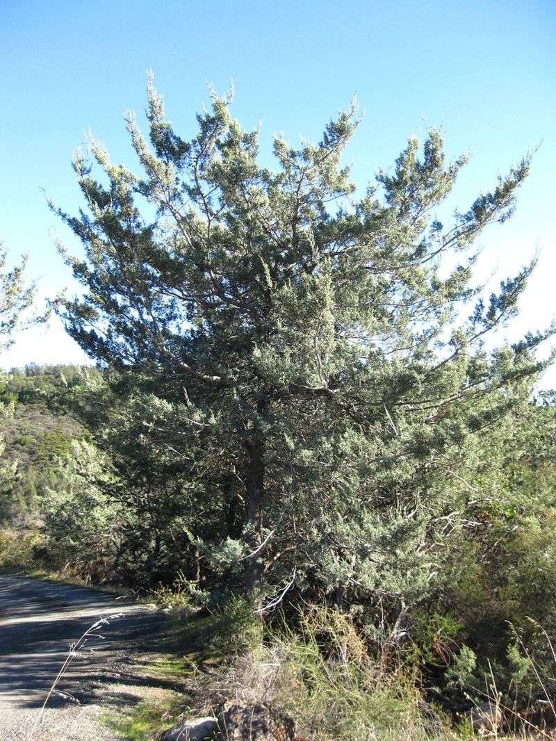 McNab Cypress Creates Dense Shelter In Dry California Yards
